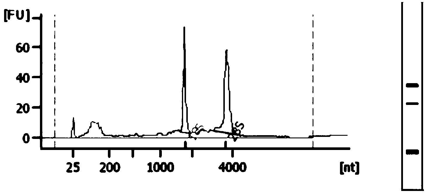 Extraction method for total RNA from secondary follicle tissue of Cashmere goat