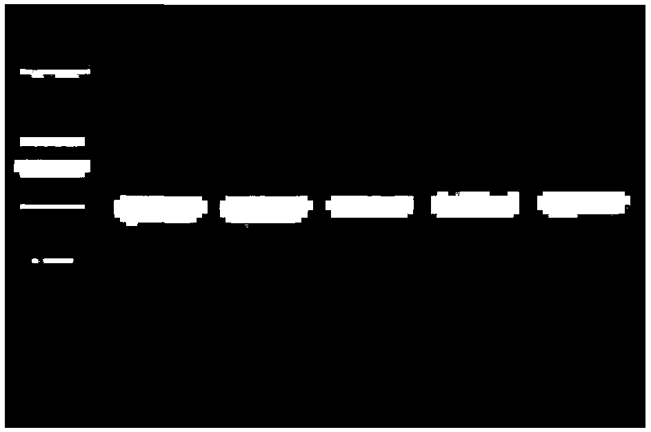 Extraction method for total RNA from secondary follicle tissue of Cashmere goat