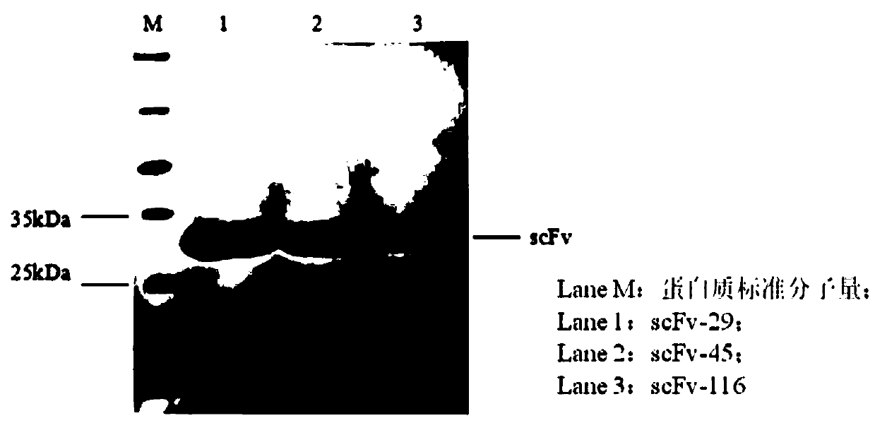 Three scFv antibodies and encoding genes thereof and application of scFv antibodies in preparing preparations for treating or preventing O-type foot-and-mouth disease