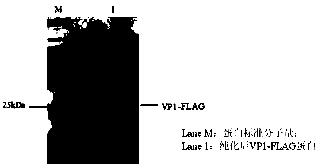 Three scFv antibodies and encoding genes thereof and application of scFv antibodies in preparing preparations for treating or preventing O-type foot-and-mouth disease