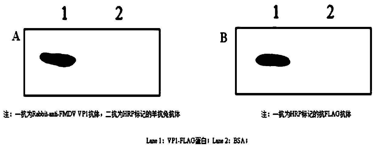 Three scFv antibodies and encoding genes thereof and application of scFv antibodies in preparing preparations for treating or preventing O-type foot-and-mouth disease