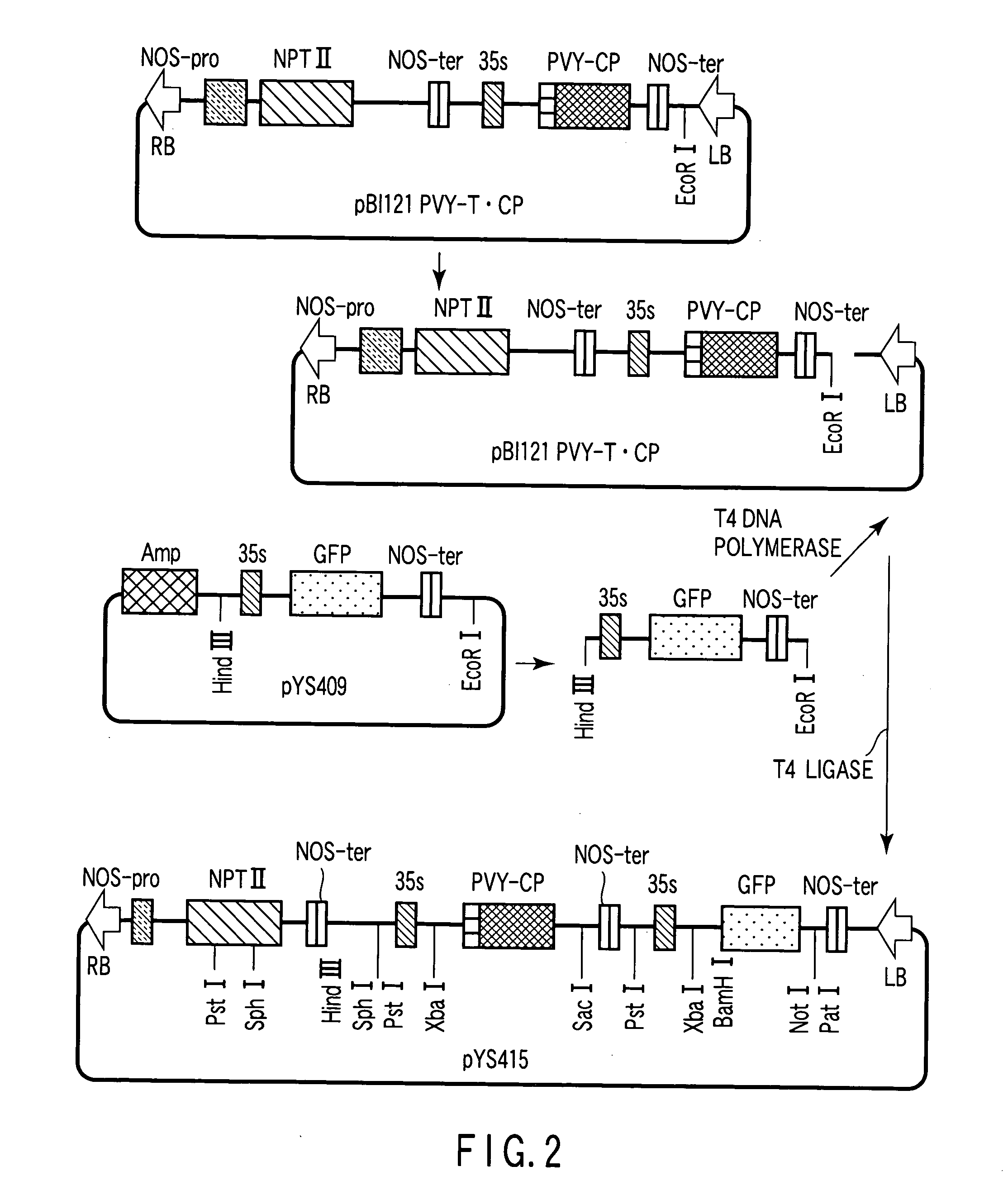 Gene silencing vector and gene silencing method using the same