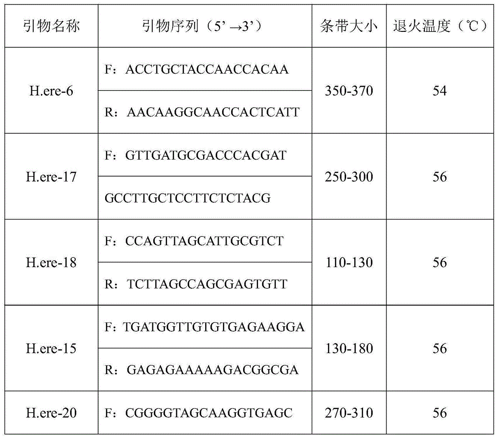 Hippocampus erectus microsatellite markers and screening method thereof