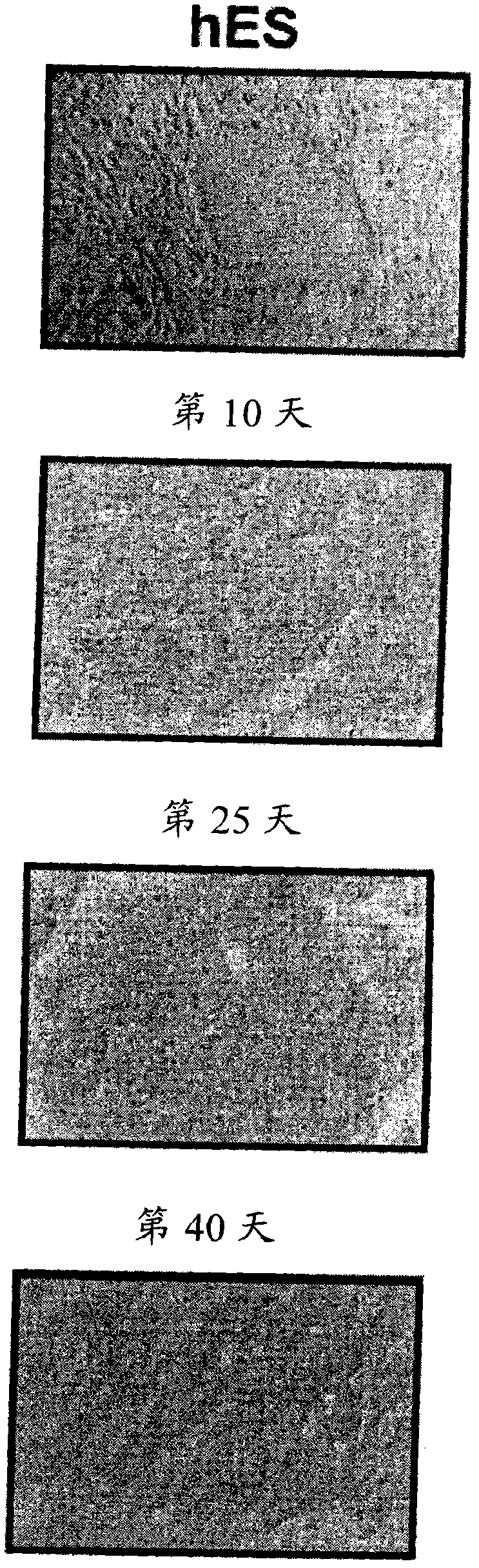 Methods for preparing human skin substitutes from human pluripotent stem cells