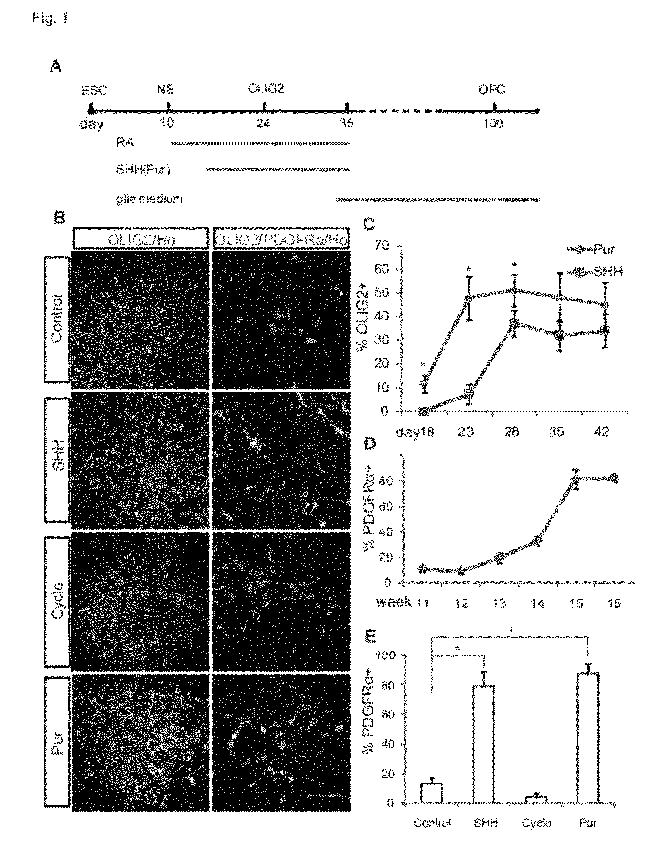 Method of generating myelinating oligodendrocytes