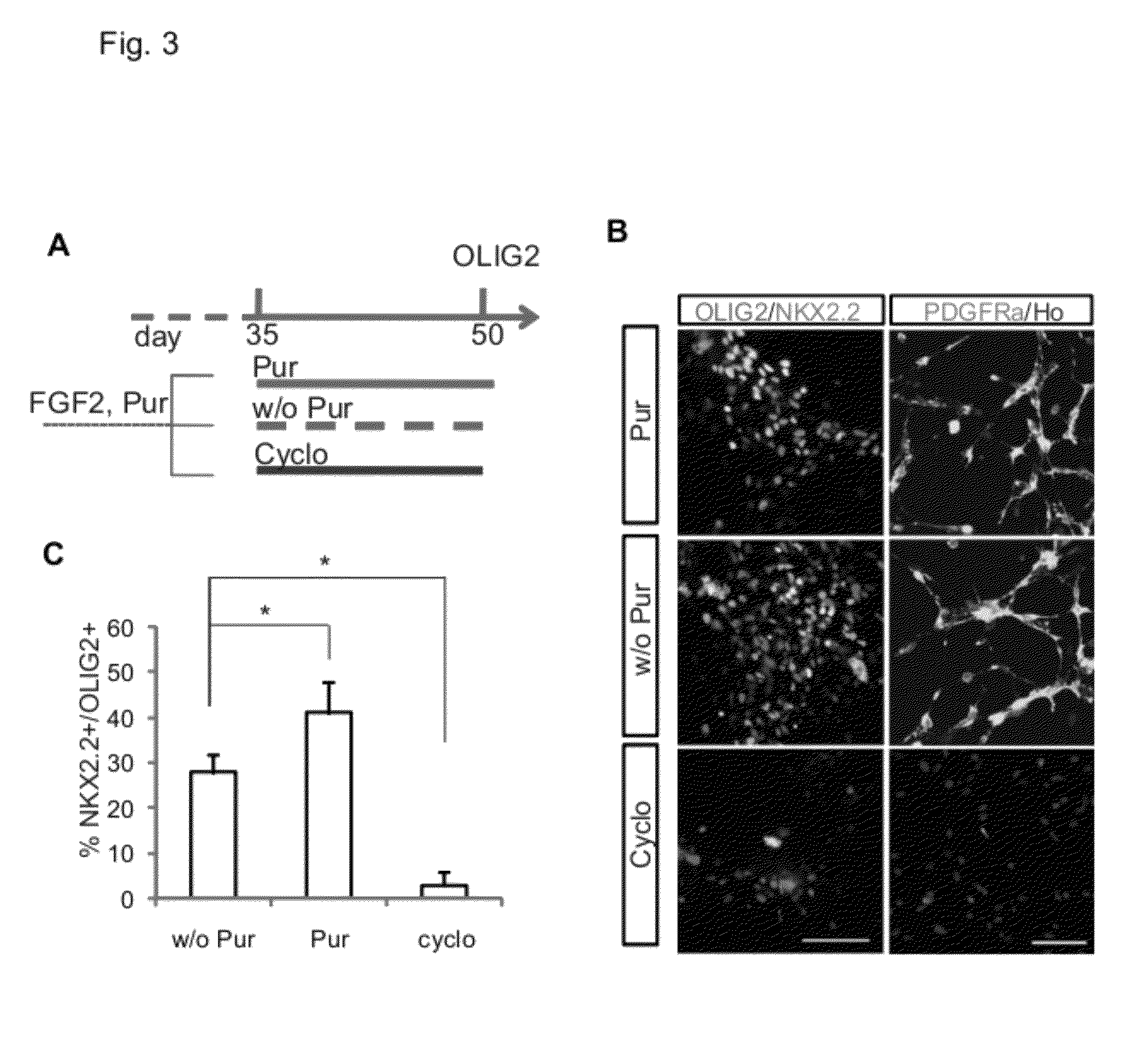 Method of generating myelinating oligodendrocytes