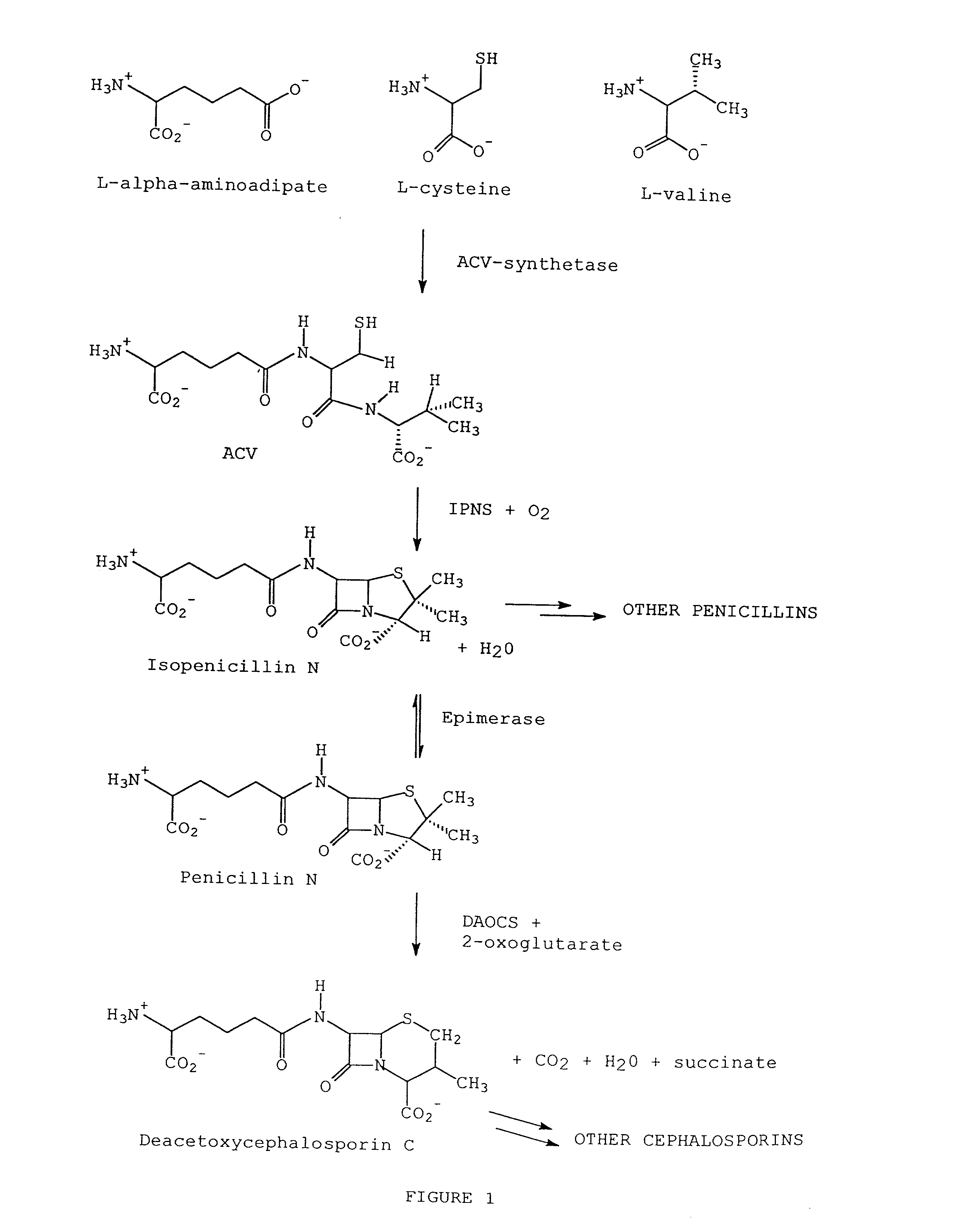 Modified synthetases to produce penicillins and cephalosporins under the control of bicarbonate