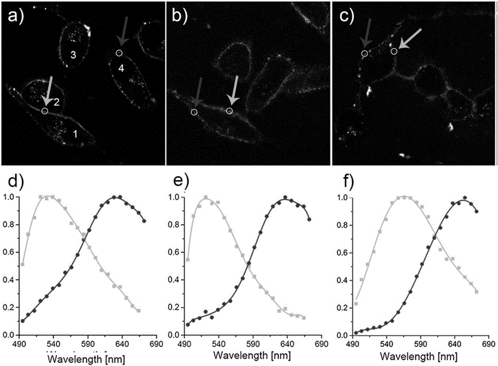 Probe for clearly distinguishing cell membrane-lipid raft microdomain from non-lipid-raft microdomain by using two fluorescence colors and simultaneously imaging microdomains and application of probe