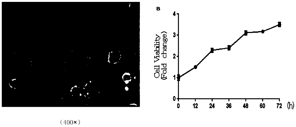 Establishment and application of mmhrl3 transgenic mouse liver tumor cell line