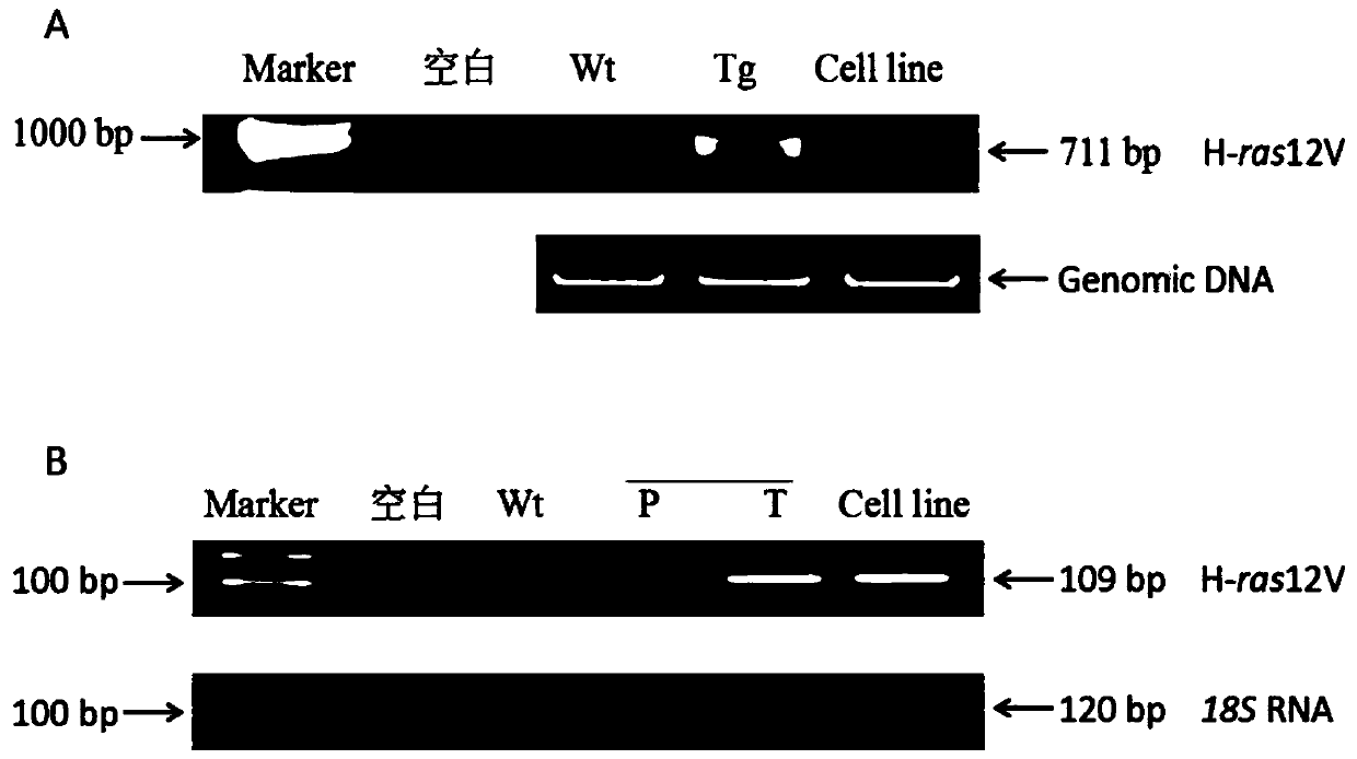 Establishment and application of mmhrl3 transgenic mouse liver tumor cell line