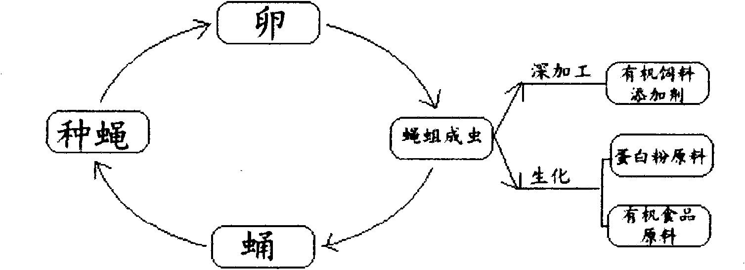 Sterile, nontoxic and harmless maggot culturing method