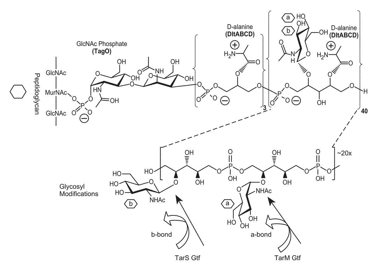 Anti-staphylococcus aureus antibody rifamycin conjugates and uses thereof