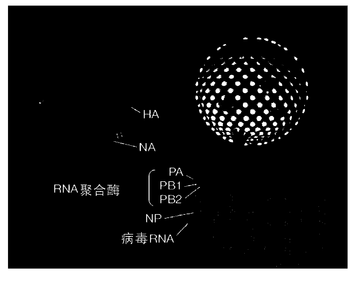 Anti-influenza-virus broad-spectrum-neutrality neutralizing molecule 3E1