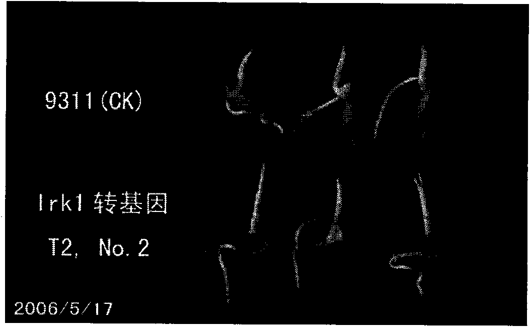 Method for improving rice yield traits by using genetic transformation