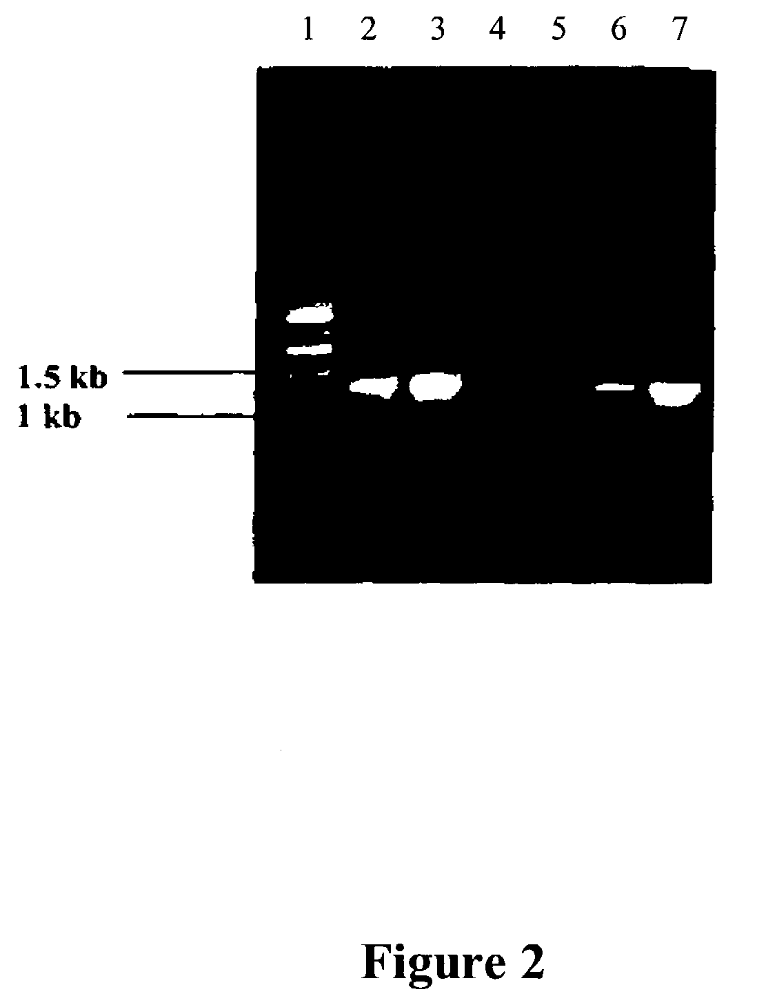 Oligonucleotide primers having SEQ ID NOs. 1 to 21 and a process for detection of parasite <i>Salmonella </i>using oligonucleotide primers