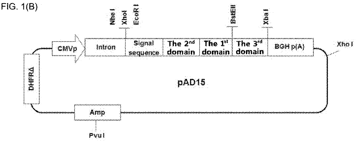 Modified interleukin-7 protein and uses thereof