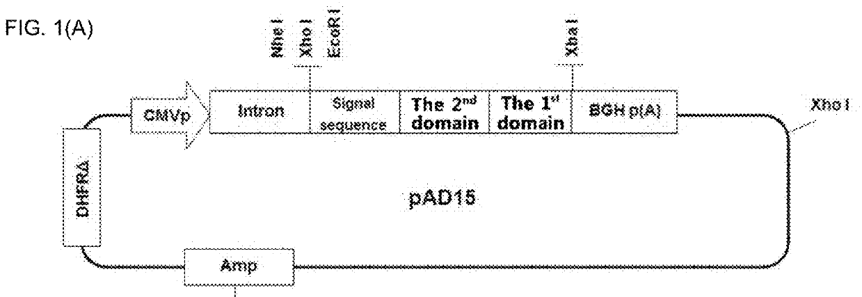 Modified interleukin-7 protein and uses thereof