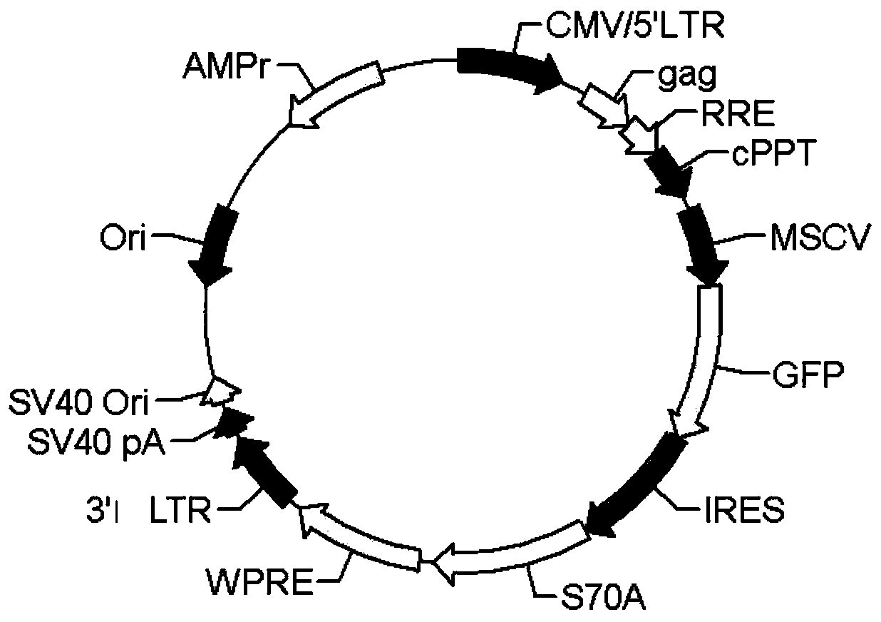 Transgenic carrier system for promoting cell transplantation and gene expression and application thereof