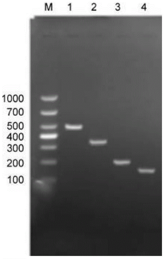 Multiple PCR (Polymerase Chain Reaction) primer and method for quickly identifying variety of scallops