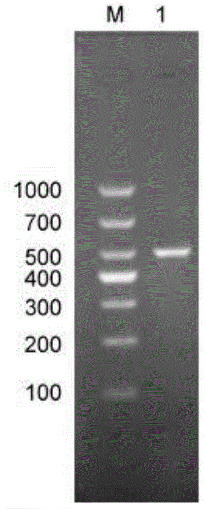 Multiple PCR (Polymerase Chain Reaction) primer and method for quickly identifying variety of scallops