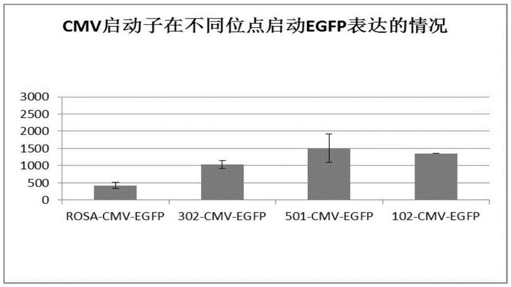 Pig specific friendly site Pifs501 and application thereof