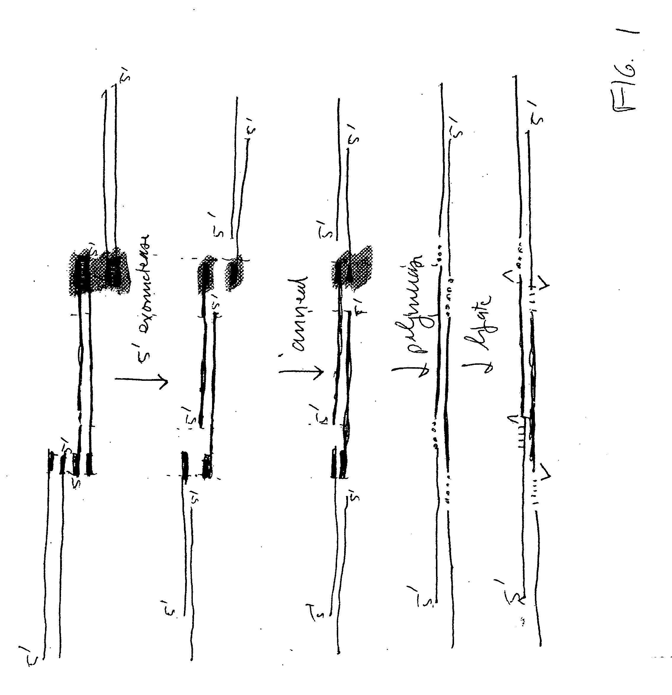 In vitro recombination method