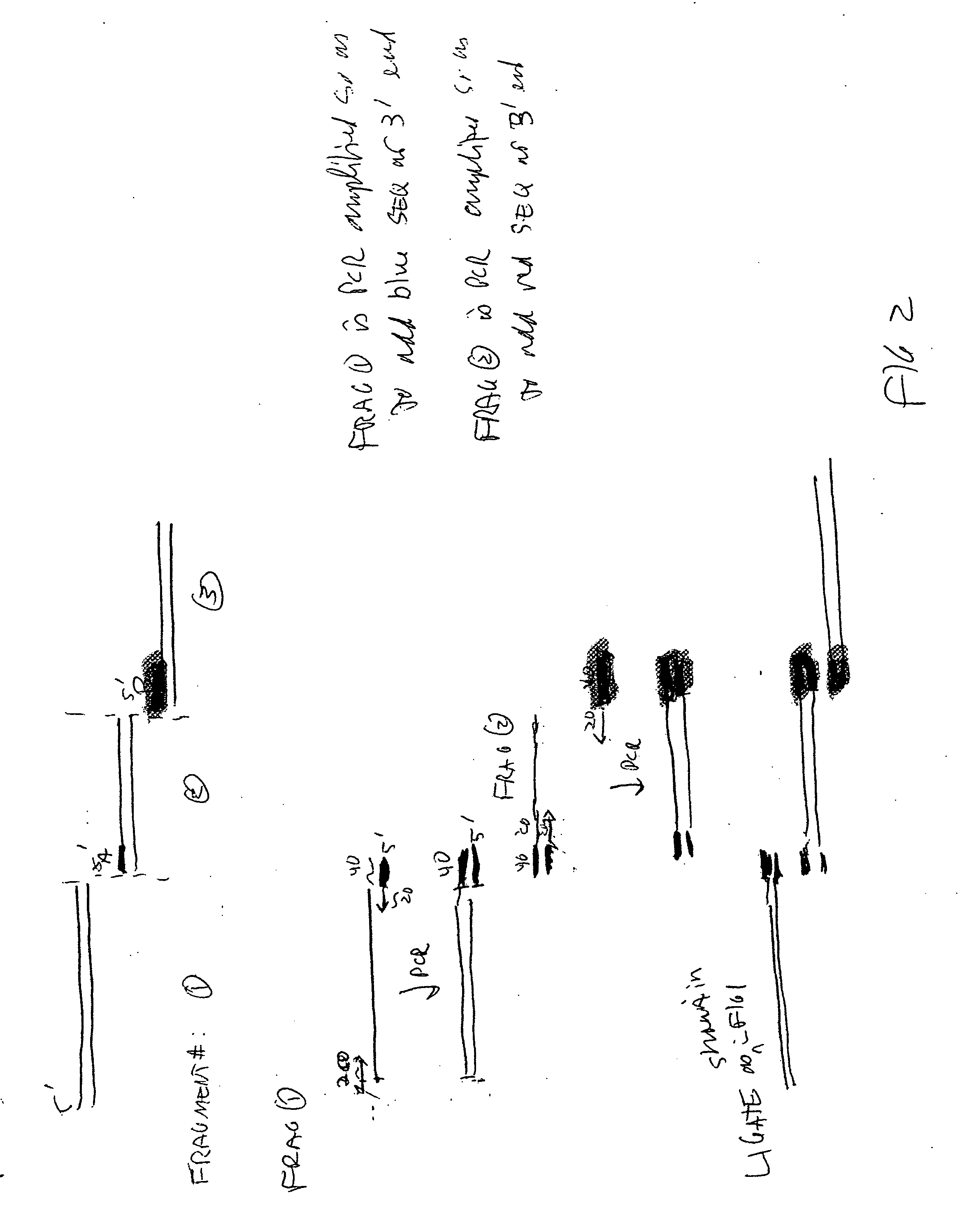 In vitro recombination method