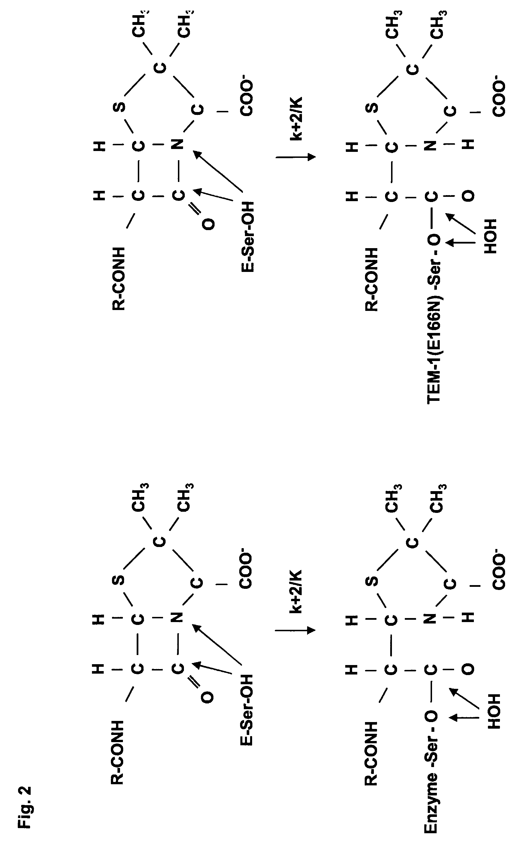 Hybrid proteins of active-site serine β-lactamase