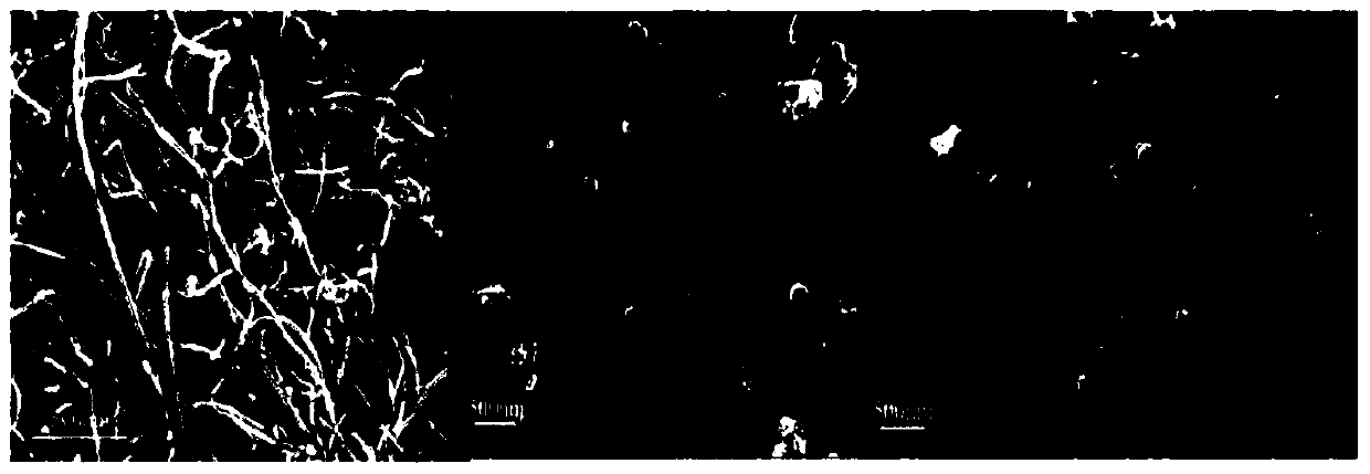 L-Glutamic acid (L-Glu) detection method and sensor based on molecularly imprinted polymer (MIP) membrane modified electrode