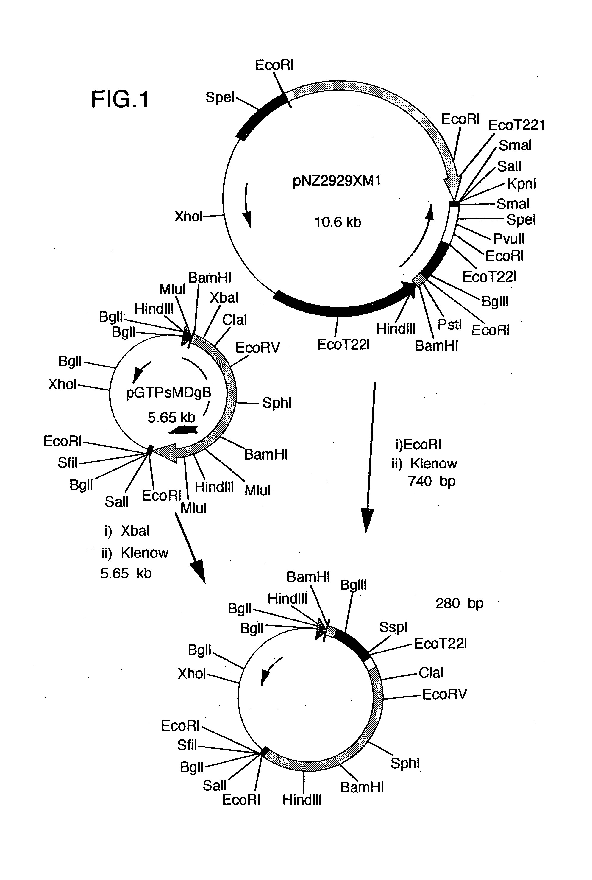 Fused protein, gene therefor, recombinant vector, recombinant virus, and its use