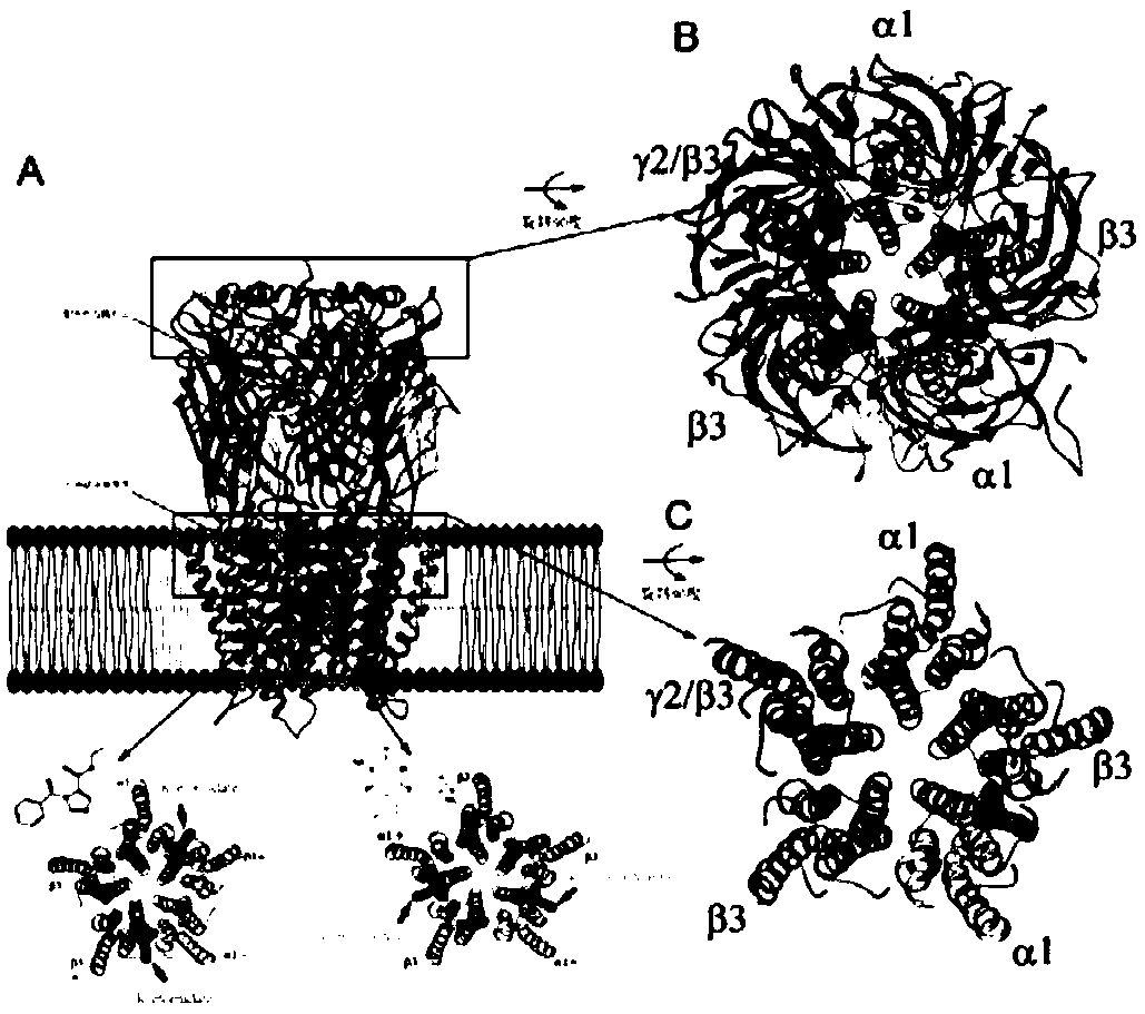 System for analyzing pulsed electron paramagnetic resonance data of complex multimeric protein receptor, method and application