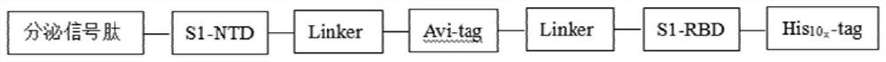 Novel coronavirus antigen and its application