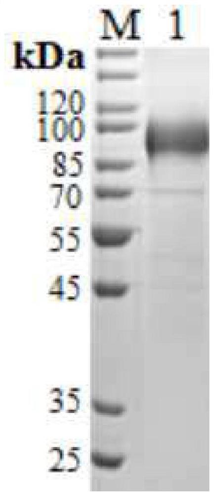 Novel coronavirus antigen and its application