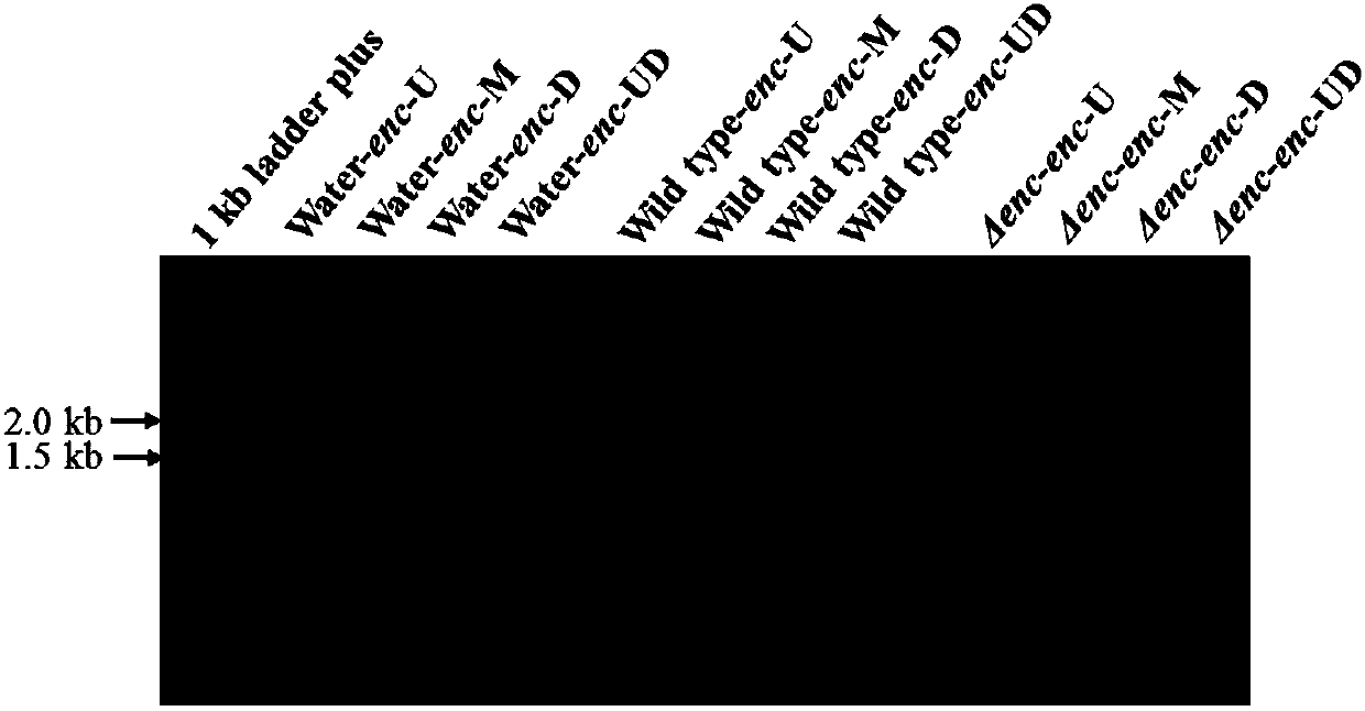 Polyketone compounds with antitumor activity, preparation method therefor and application of polyketone compounds