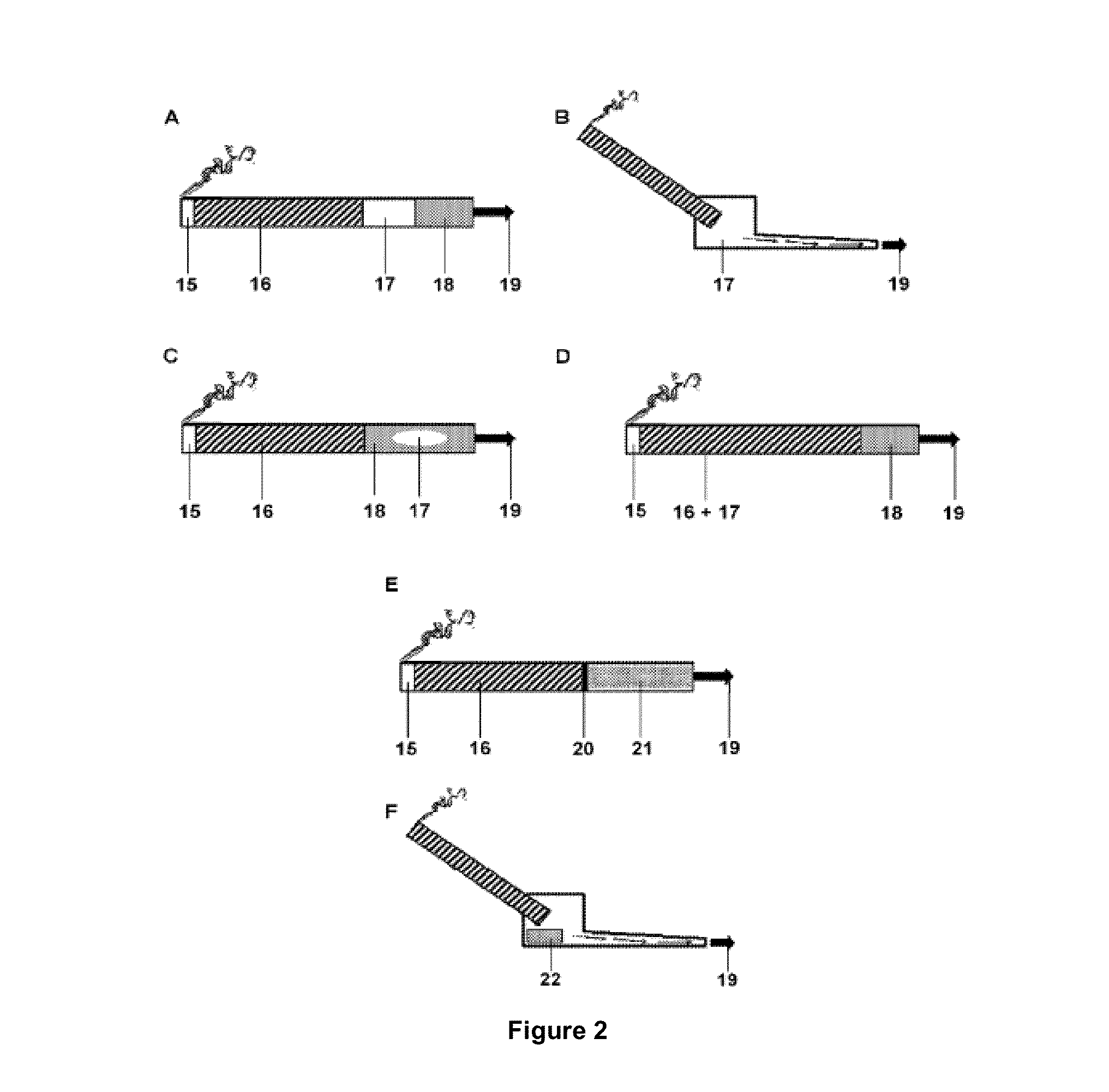 Compounds and compositions for use in the prevention and treatment of inflammation-related disorders, pain and fever, skin disorders, cancer and precancerous conditions thereof