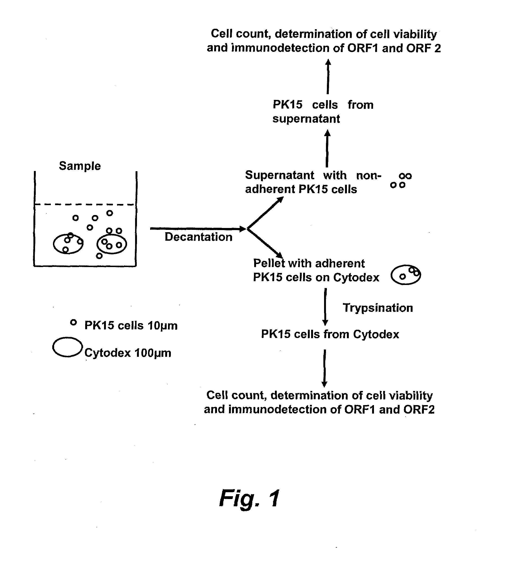 Assay for porcine circovirus production