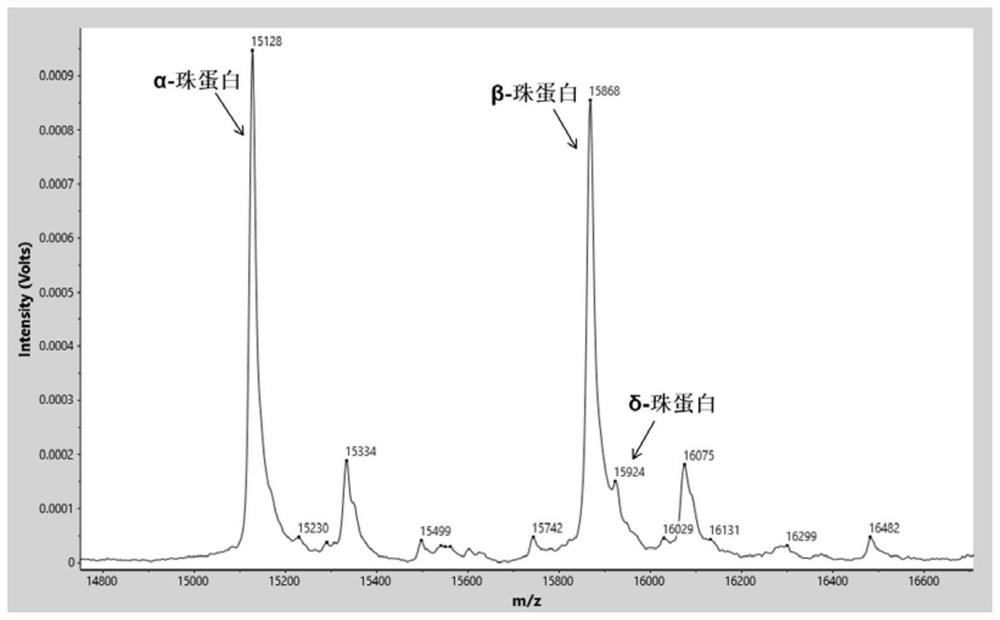 Characteristic protein marker composition for screening thalassemia, mass spectrum model and application thereof