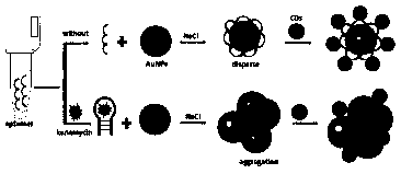 Carbon dot inner-filter effect of fluorescence-based Kanamycin detection method