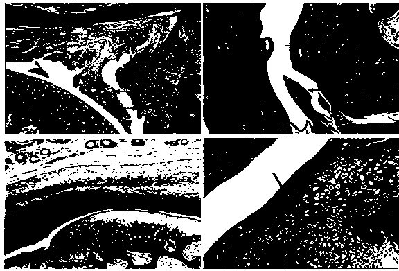 Derivant of establishing rheumatoid arthritis animal model, preparation and application thereof