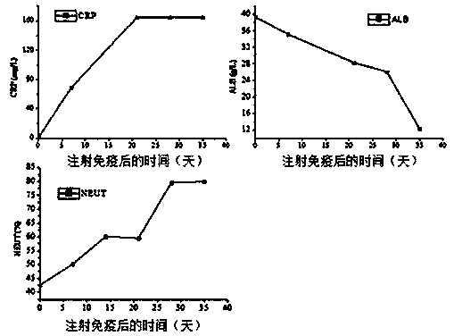 Derivant of establishing rheumatoid arthritis animal model, preparation and application thereof