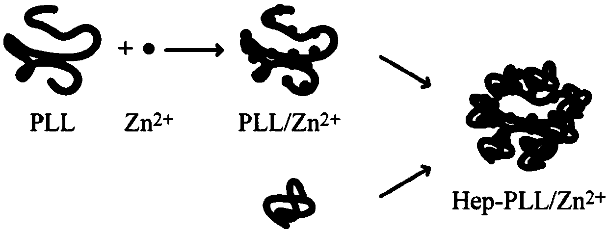 Zinc ion wrapped nanometer particles, and preparation method and application of zinc ion wrapped nanometer particles