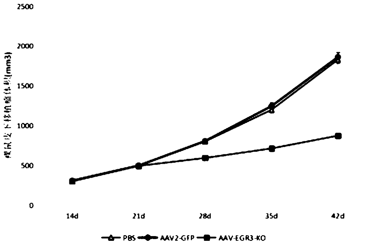 Adeno-associated virus recombinant vector for knocking out Egr3 gene, and construction method and application thereof