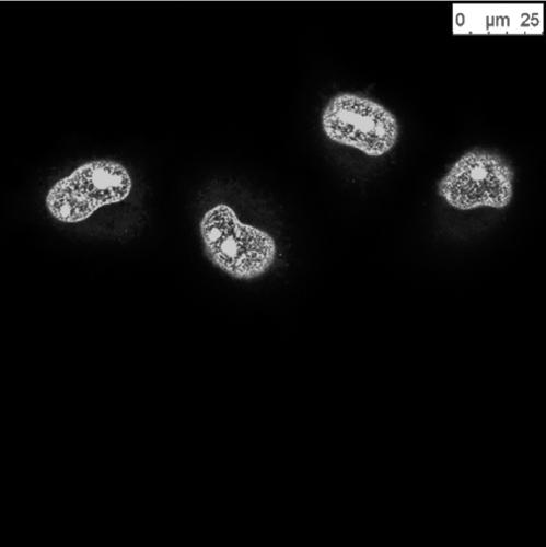 Fluorescent carbon dot for nuclear staining, and application and application method of same to nuclear imaging