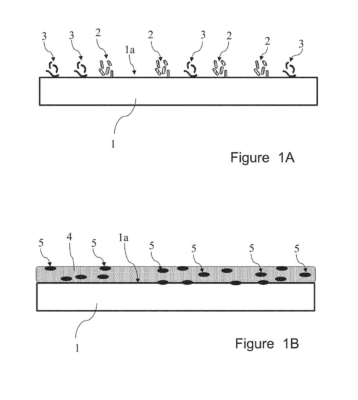 Process for preparing a dyed biopolymer and products thereof