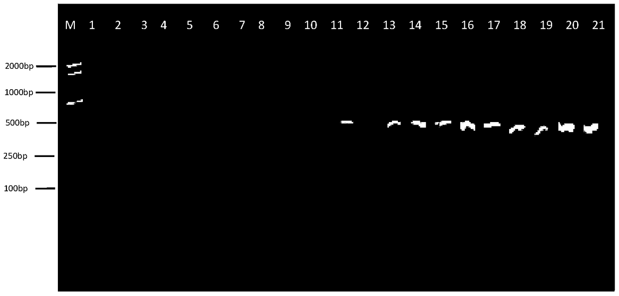 Identification of fox-derived components and multiplex PCR detection kit for fox, rabbit and dog components in animal products