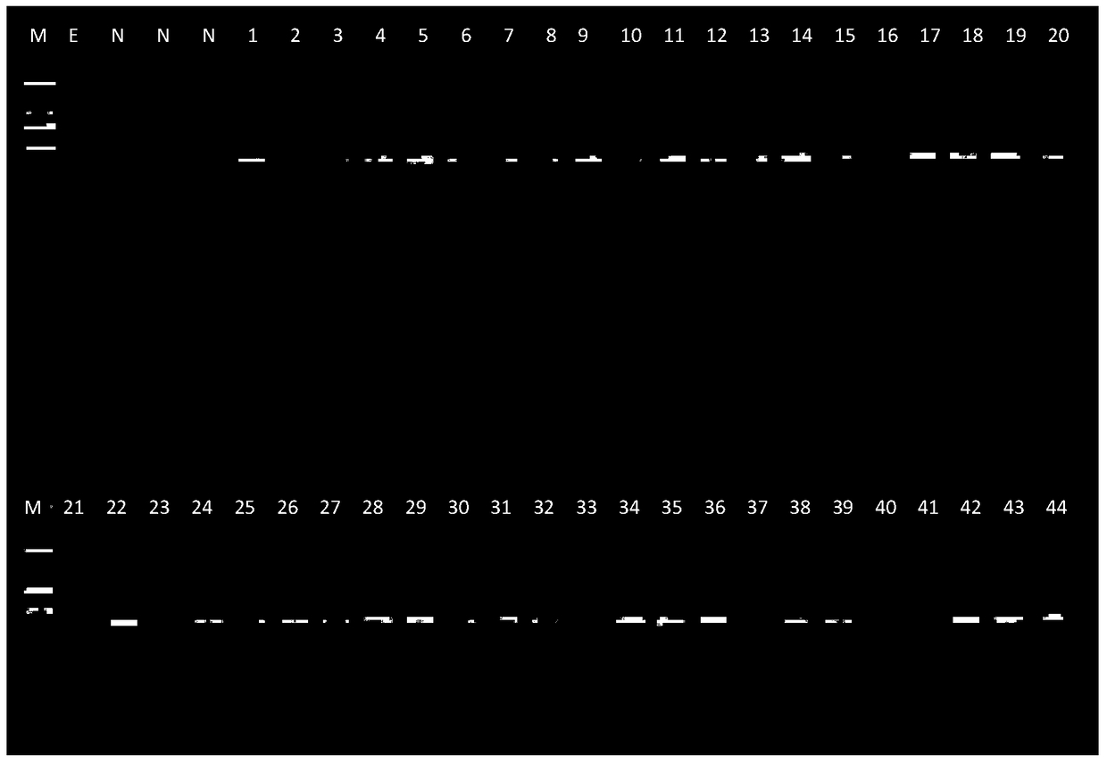 Identification of fox-derived components and multiplex PCR detection kit for fox, rabbit and dog components in animal products