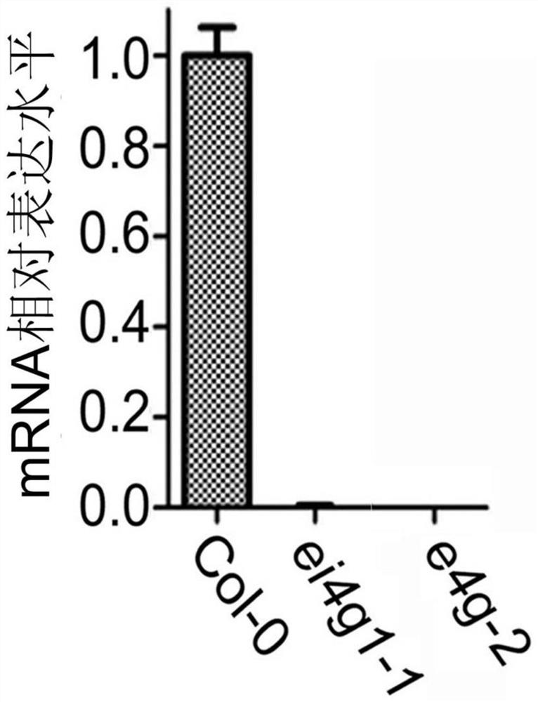 A method for improving plant tolerance to drought by down-regulating eif4g gene and eifiso4g1 gene