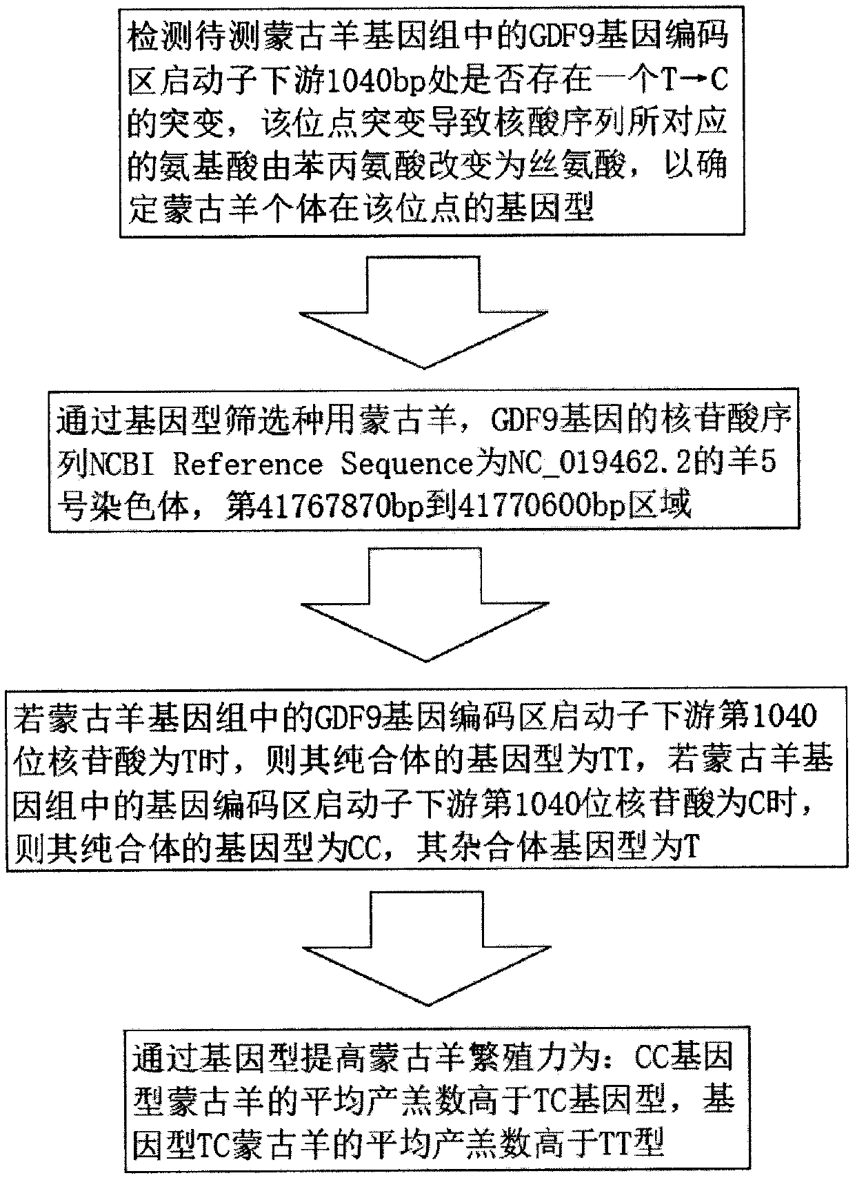 Mongolian sheep fecundity improving method based on GDF9 gene coding region mutation