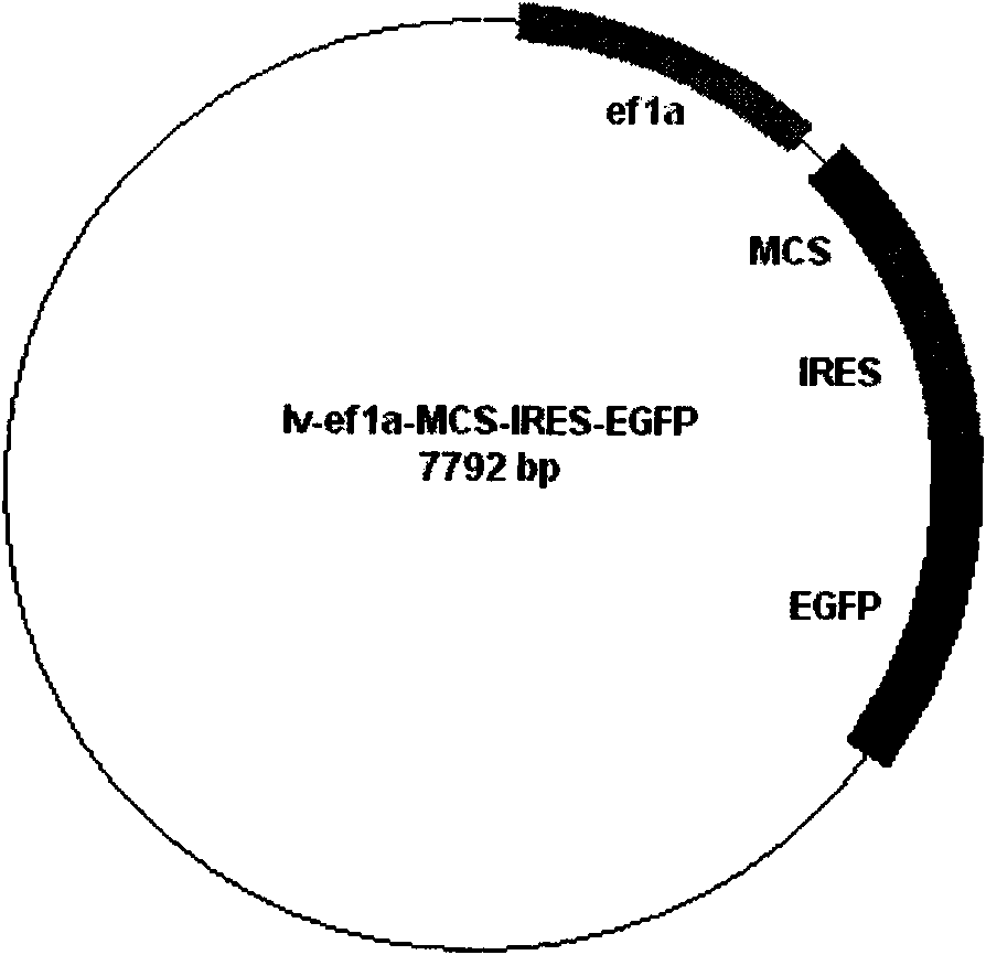 Hoofed mammal inducible multipotential stem cell and preparation method thereof