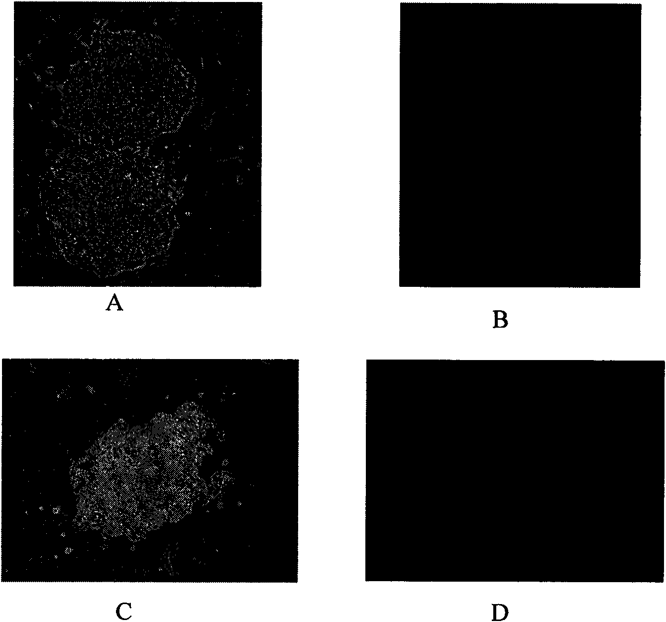 Hoofed mammal inducible multipotential stem cell and preparation method thereof